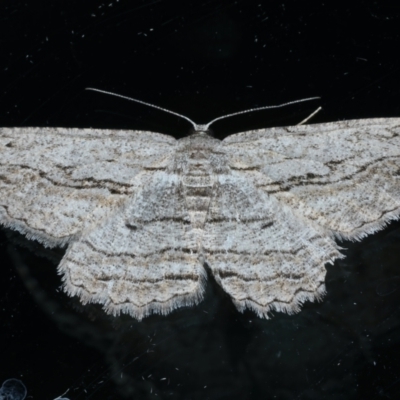 Scioglyptis loxographa (Light Grey Bark Moth) at Ainslie, ACT - 22 Nov 2023 by jb2602