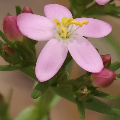 Centaurium sp. (Centaury) at Black Mountain - 22 Nov 2023 by ConBoekel