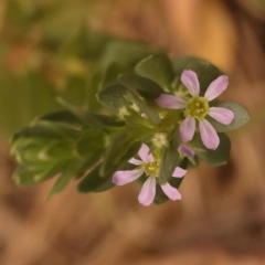 Lythrum hyssopifolia (Small Loosestrife) at Canberra Central, ACT - 23 Nov 2023 by ConBoekel