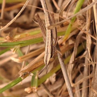 Macrotona australis (Common Macrotona Grasshopper) at Point 60 - 23 Nov 2023 by ConBoekel