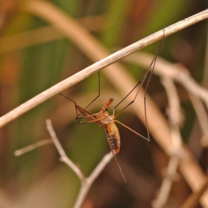 Leptotarsus (Macromastix) sp. (genus & subgenus) at Point 5816 - 23 Nov 2023