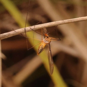 Leptotarsus (Macromastix) sp. (genus & subgenus) at Point 5816 - 23 Nov 2023