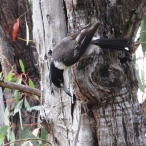 Cracticus torquatus at The Pinnacle - 25 Nov 2023