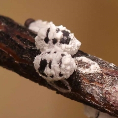 Melanococcus albizziae (Acacia Mealybug) at Black Mountain - 23 Nov 2023 by ConBoekel