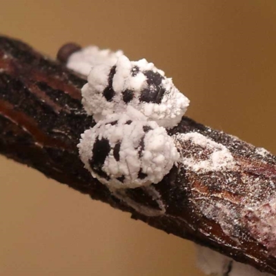 Melanococcus albizziae (Acacia Mealybug) at Black Mountain - 23 Nov 2023 by ConBoekel