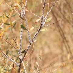 Melanococcus albizziae at Black Mountain - 23 Nov 2023 11:17 AM