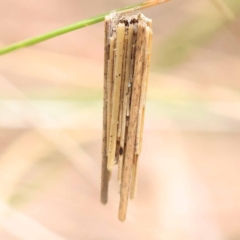 Clania lewinii & similar Casemoths (Parallel stick Case Moths) at Black Mountain - 23 Nov 2023 by ConBoekel