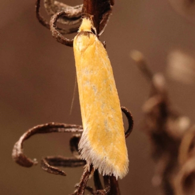 Parergophela melirrhoa (A concealer moth) at Canberra Central, ACT - 23 Nov 2023 by ConBoekel