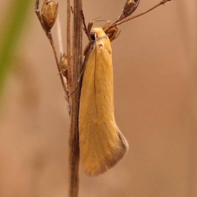 Parergophela melirrhoa (A concealer moth) at Canberra Central, ACT - 23 Nov 2023 by ConBoekel
