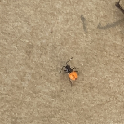 Dindymus versicolor (Harlequin Bug) at Black Flat at Corrowong - 25 Nov 2023 by BlackFlat