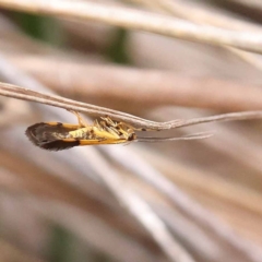 Unidentified Moth (Lepidoptera) at Canberra Central, ACT - 22 Nov 2023 by ConBoekel