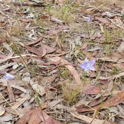 Wahlenbergia sp. (Bluebell) at Lyneham, ACT - 25 Nov 2023 by MPhillips