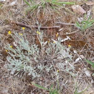 Chrysocephalum apiculatum at Magpie Hill Park, Lyneham - 25 Nov 2023