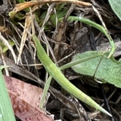Acrida conica (Giant green slantface) at Kangaroo Valley, NSW - 25 Nov 2023 by lbradley