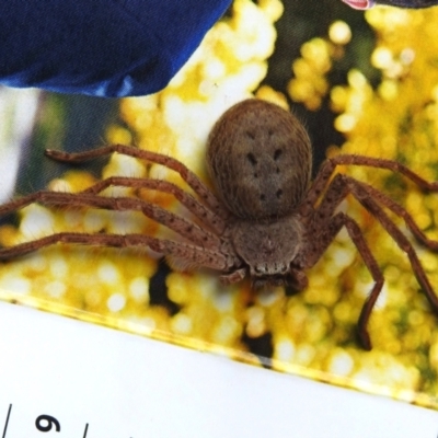 Isopeda canberrana (Canberra Huntsman Spider) at Wanniassa, ACT - 23 Nov 2023 by JohnBundock