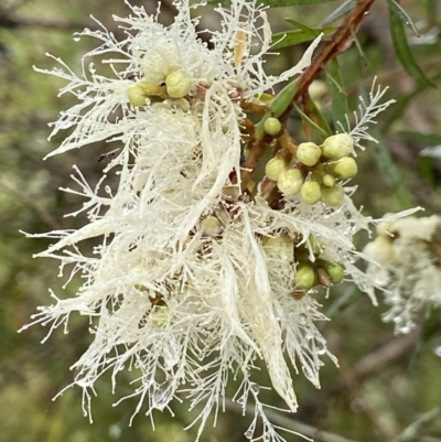 Melaleuca linariifolia (Flax-leaved Paperbark) at Bundanoon - 23 Nov 2023 by AJB