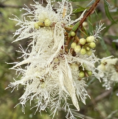 Melaleuca linariifolia (Flax-leaved Paperbark) at Bundanoon - 24 Nov 2023 by AJB