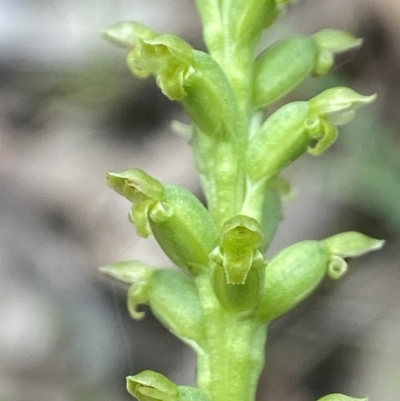 Microtis parviflora (Slender Onion Orchid) at Wingecarribee Local Government Area - 22 Nov 2023 by AJB