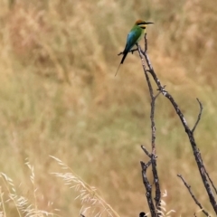 Merops ornatus (Rainbow Bee-eater) at Wodonga, VIC - 25 Nov 2023 by KylieWaldon