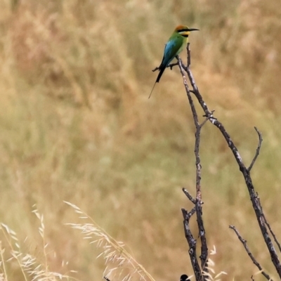 Merops ornatus (Rainbow Bee-eater) at Wodonga, VIC - 24 Nov 2023 by KylieWaldon