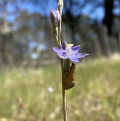 Philobota undescribed species near arabella (A concealer moth) at Dalton, NSW - 20 Oct 2023 by AJB