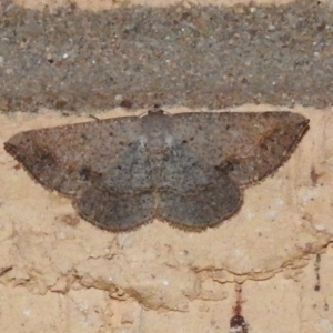 Taxeotis intextata at Wanniassa, ACT - 24 Nov 2023 10:28 PM