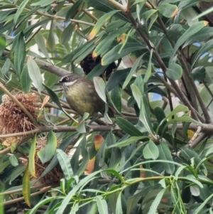 Sericornis frontalis at University of Canberra - 25 Nov 2023