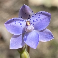 Thelymitra juncifolia (Dotted Sun Orchid) at Broadway, NSW - 20 Oct 2023 by AJB