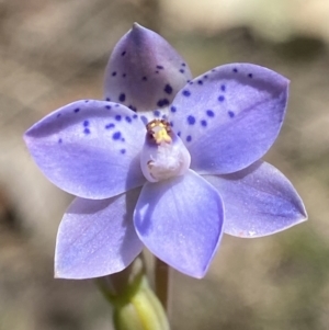 Thelymitra juncifolia at Broadway, NSW - 20 Oct 2023