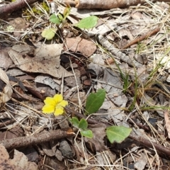 Goodenia hederacea subsp. hederacea (Ivy Goodenia, Forest Goodenia) at O'Connor, ACT - 25 Nov 2023 by MPhillips