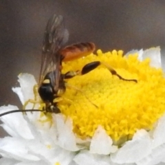 Labium sp. (genus) (An Ichneumon wasp) at Acton, ACT - 24 Nov 2023 by JohnBundock
