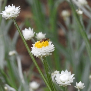 Labium sp. (genus) at ANBG - 24 Nov 2023