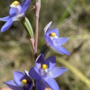 Thelymitra nuda at Broadway, NSW - 20 Oct 2023