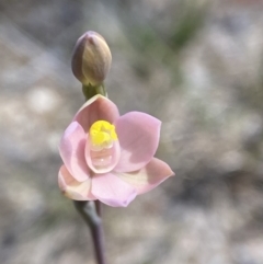 Thelymitra carnea (Tiny Sun Orchid) at Wingecarribee Local Government Area - 9 Oct 2023 by AJB