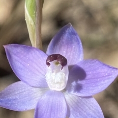 Thelymitra sp. aff. cyanapicata at Broadway, NSW - 20 Oct 2023