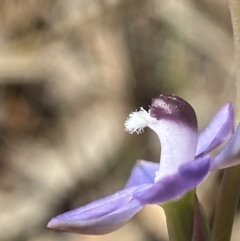 Thelymitra sp. aff. cyanapicata at Broadway, NSW - 20 Oct 2023