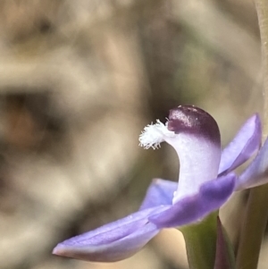 Thelymitra sp. aff. cyanapicata at Broadway, NSW - suppressed