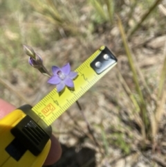 Thelymitra sp. aff. cyanapicata at Broadway, NSW - 20 Oct 2023