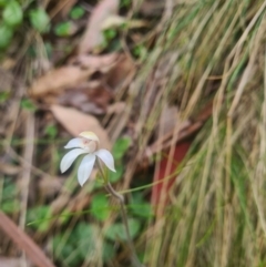 Caladenia alpina at Namadgi National Park - 28 Oct 2023