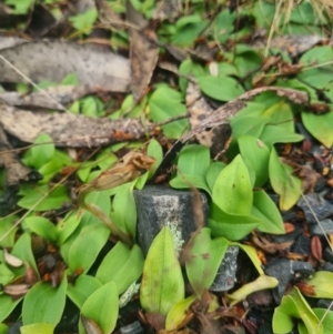 Chiloglottis sp. at Tidbinbilla Nature Reserve - 25 Nov 2023