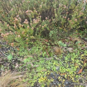 Chiloglottis sp. at Tidbinbilla Nature Reserve - 25 Nov 2023