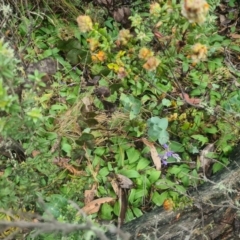 Chiloglottis sp. at Tidbinbilla Nature Reserve - 25 Nov 2023