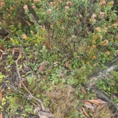 Chiloglottis sp. at Tidbinbilla Nature Reserve - 25 Nov 2023