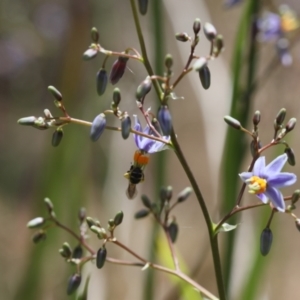 Apiformes (informal group) at Lyons, ACT - 22 Nov 2023