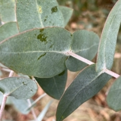Eucalyptus kartzoffiana (Araluen Gum) at QPRC LGA - 25 Nov 2023 by Wandiyali