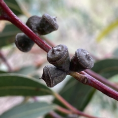 Eucalyptus kartzoffiana at Wandiyali-Environa Conservation Area - 25 Nov 2023