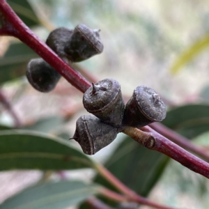 Eucalyptus kartzoffiana at Wandiyali-Environa Conservation Area - 25 Nov 2023