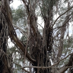 Eucalyptus kartzoffiana at Wandiyali-Environa Conservation Area - 25 Nov 2023