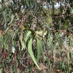 Eucalyptus kartzoffiana at Wandiyali-Environa Conservation Area - 25 Nov 2023