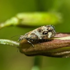Tebenna micalis (Small Thistle Moth) at Holder, ACT - 25 Nov 2023 by Miranda